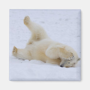 Aimant ours polaire, Ursus maritimus, ourson roulant