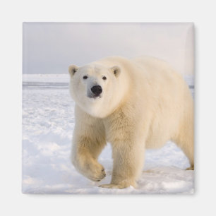 Aimant ours polaire, Ursus maritimus, sur glace et neige,