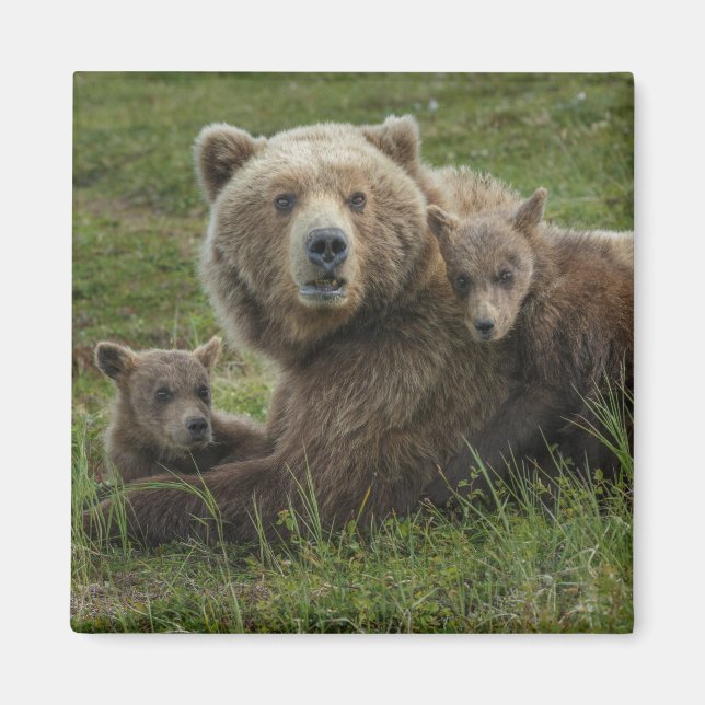 Aimant Oursons bruns câlinant leur mère (Devant)