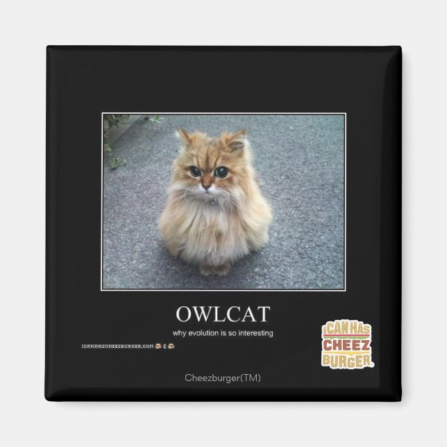 Aimant Owlcat (Devant)