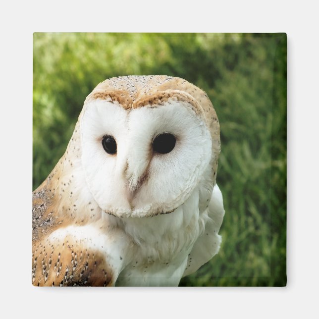 AIMANT OWLS (Devant)