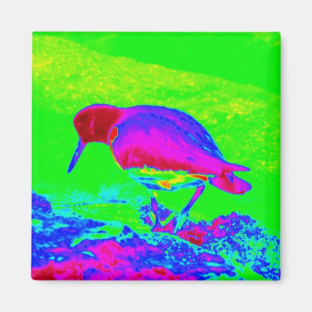 Aimant Oyster Catcher (Devant)