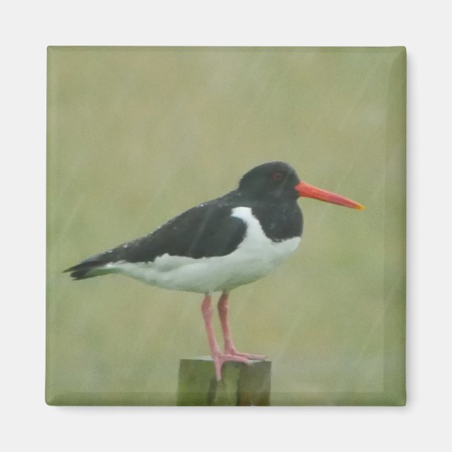 Aimant Oystercatcher (Devant)