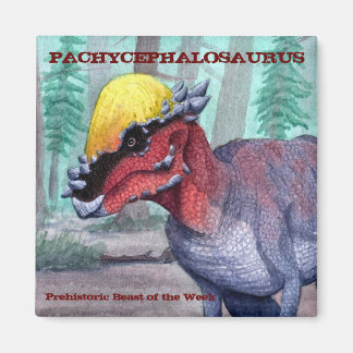 Aimant Pachycéphalosaure