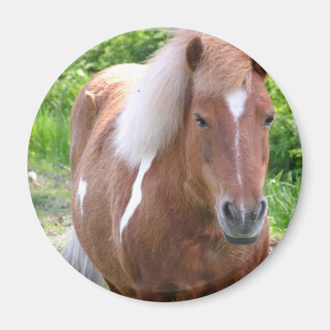 Aimant Paint Quarterhorse (Devant)