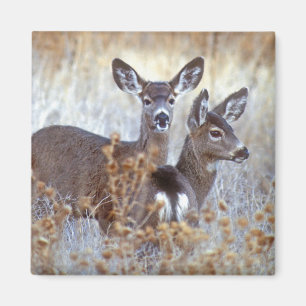 Aimant Paire de cerfs mulet sauvages Californie