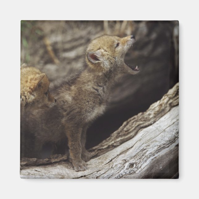 Aimant Paire De Jeunes Pups Coyotes Qui hurlent (Devant)