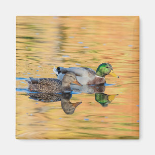 Aimant Paire de Mallards