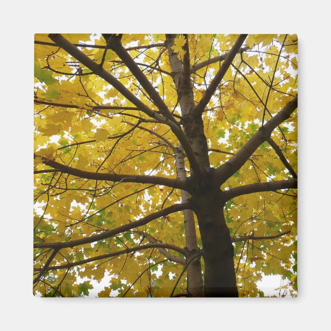 Aimant Paire d'érables jaunes Automne Nature (Devant)