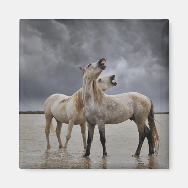 Aimant Paire d'étalons de chevaux de Camargue, sud de la  (Devant)