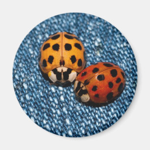 Aimant Paires de coccinelle