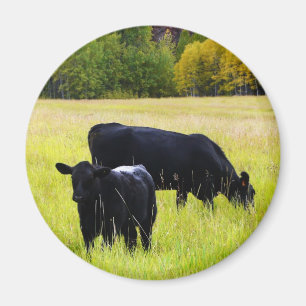 Aimant Paires noires d'Angus dans le domaine