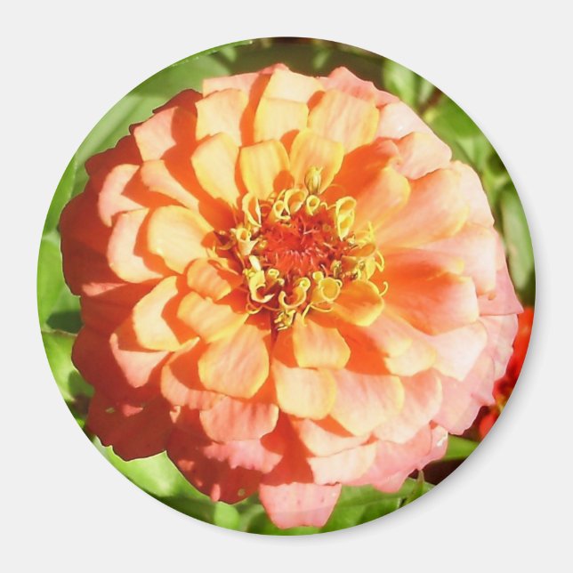 Aimant Pale orange Zinnia (Devant)