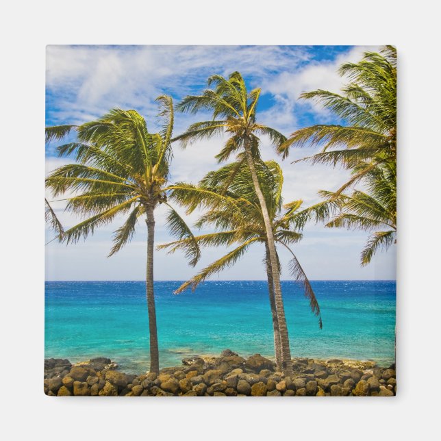 Aimant Palmier à coco (Cocos nucifera) se balançant dans (Devant)