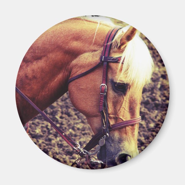 Aimant Palomino occidental (Devant)