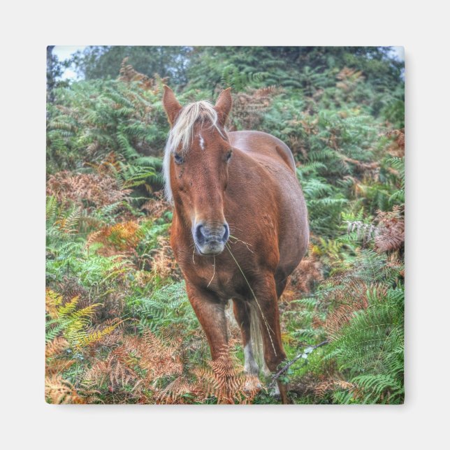 Aimant Palomino Rare New Forest Pony & Bracken - Angleter (Devant)