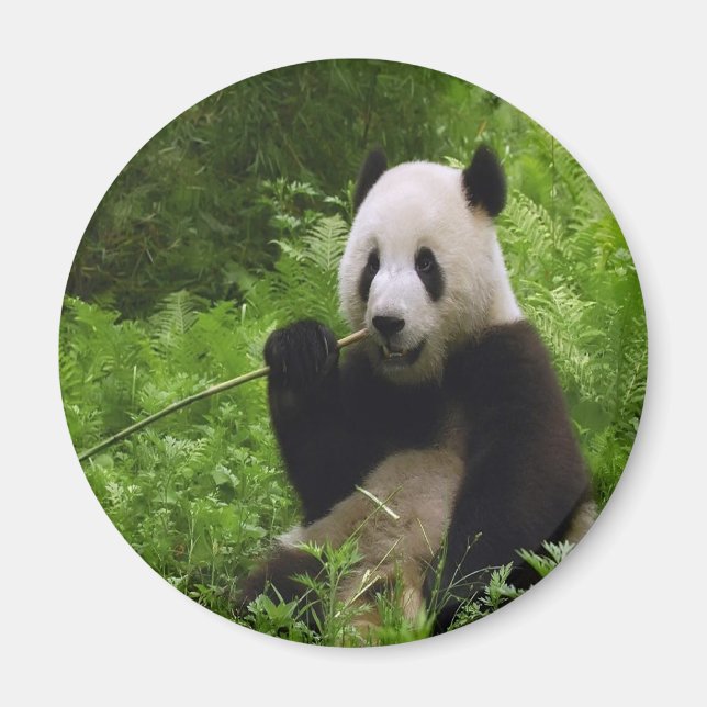 Aimant Panda (Devant)