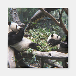 Aimant Panda au zoo de San Diego