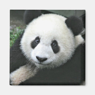 Aimant Panda géant dans de l'herbe verte