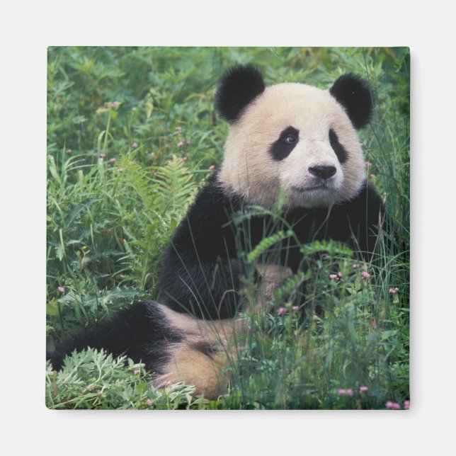 Aimant Panda géant dans l'herbe, vallée de Wolong, Sichua (Devant)