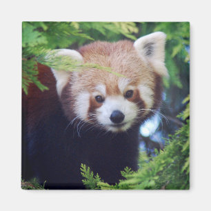 Aimant Panda rouge