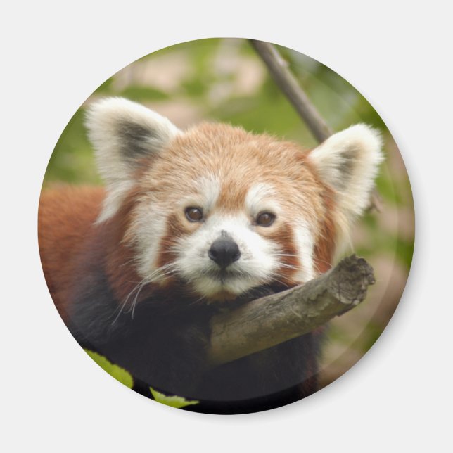 Aimant panda-rouge-004 (Devant)
