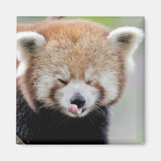 Aimant Panda rouge photo magnétique. Panda roux.