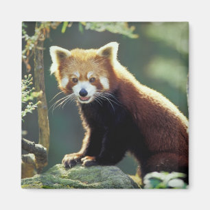 Aimant Panda roux Ailurus fulgens)