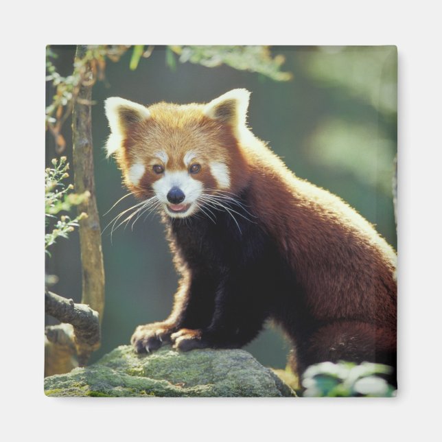 Aimant Panda roux Ailurus fulgens) (Devant)