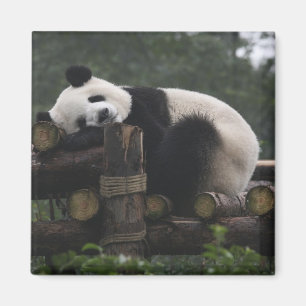 Aimant pandas géants à la Protection du panda géant