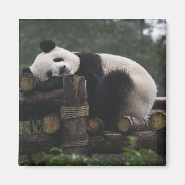 Aimant Pandas géants au centre de protection des pandas g (Devant)