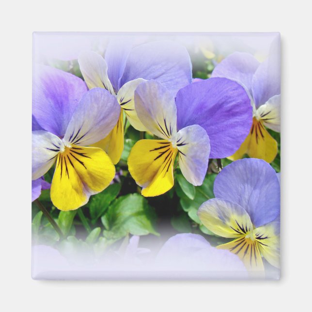 Aimant Pansies jaune et violet (Devant)