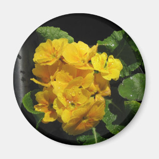 Aimant Pansies jaunes