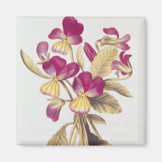 Aimant Pansy, de 'La Guirlande de Julie', c.1642 (Devant)