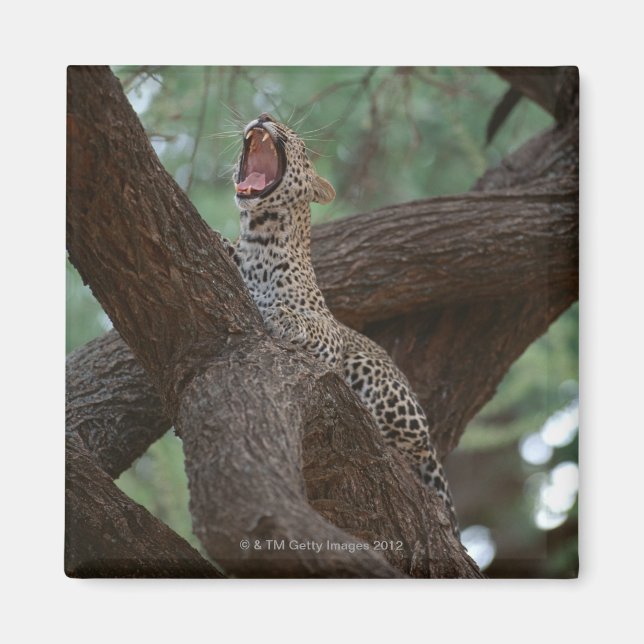 Aimant Panther (Devant)