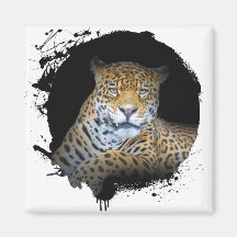 Panthère Animal Vie Sauvage Jungle Nature