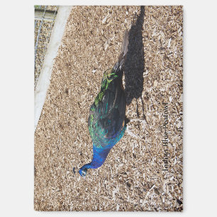 aimant Paon bleu indien