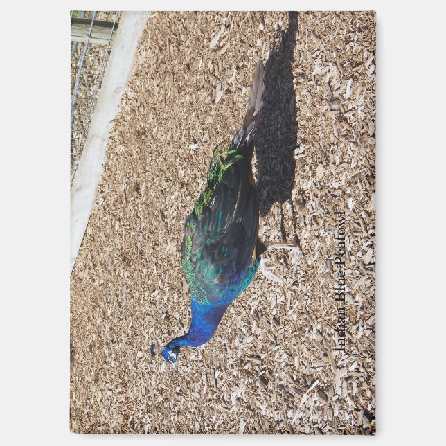 aimant Paon bleu indien (Recto)