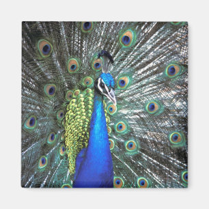 Aimant Paon magnifique déployant des plumes colorées