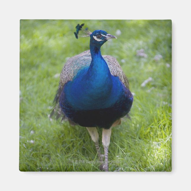 Aimant Paon mâle (Pavo cristatus) (Devant)