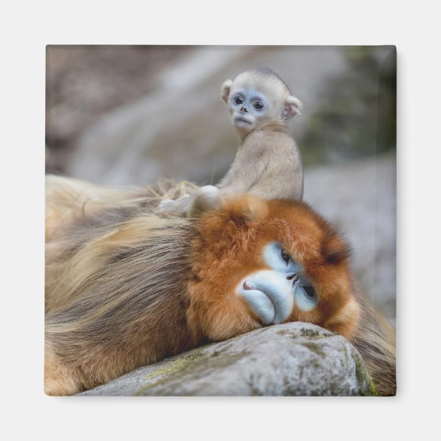 Aimant Papa singe à nez doré avec bébé (Devant)