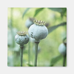 Aimant Papaver Somniferum Têtes de graines