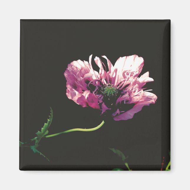 Aimant Papaver Sugarplum (Devant)