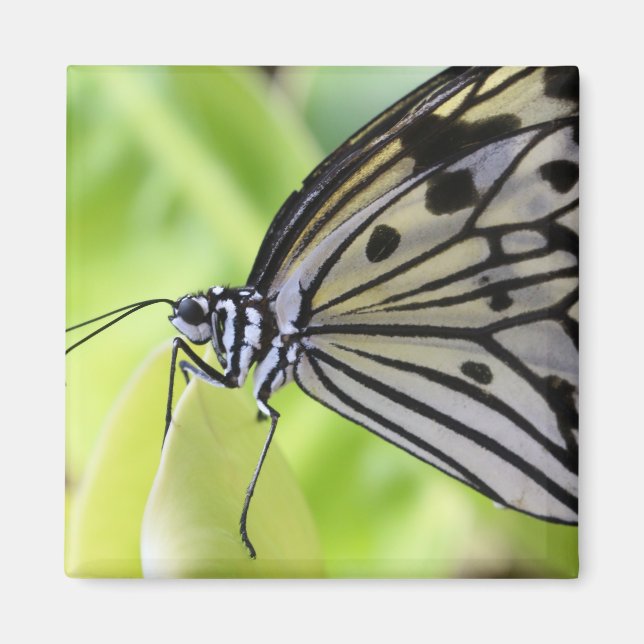 Aimant Paperkite papillon (Devant)