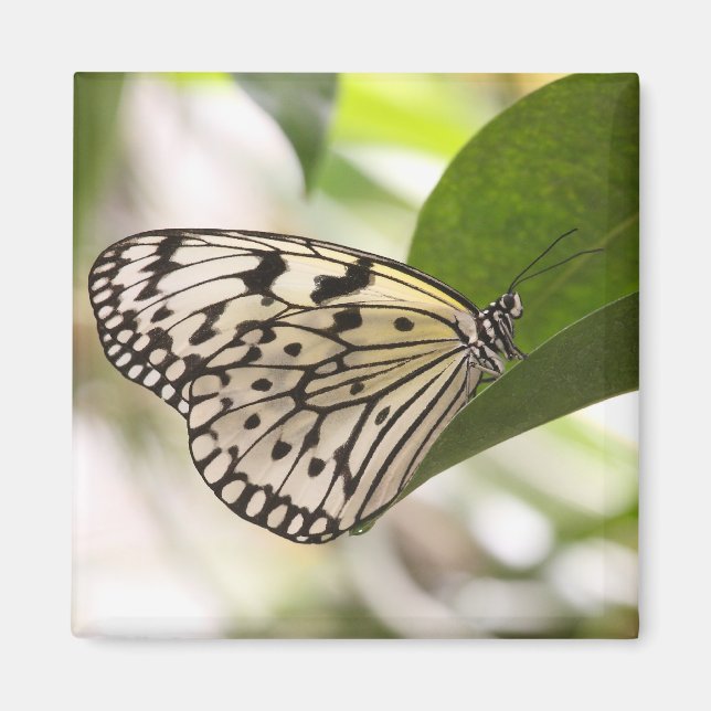 Aimant Papier papillon (Devant)