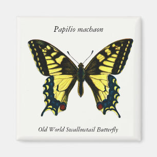 Aimant Papilio machaon - Vieux Monde Swallowtail Butterfl
