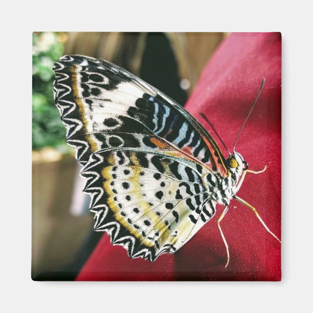 Aimant Papillon (Devant)