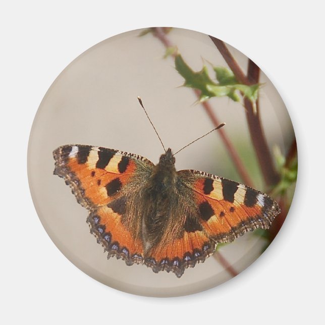 Aimant Papillon (Devant)