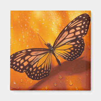 Aimant Papillon