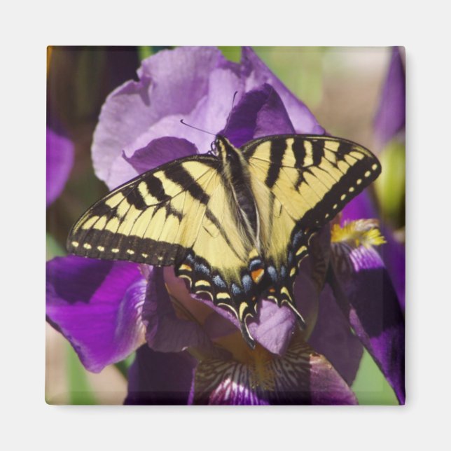 Aimant papillon (Devant)